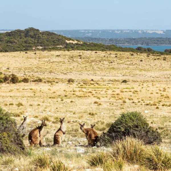 3 day trips to kangaroo island
