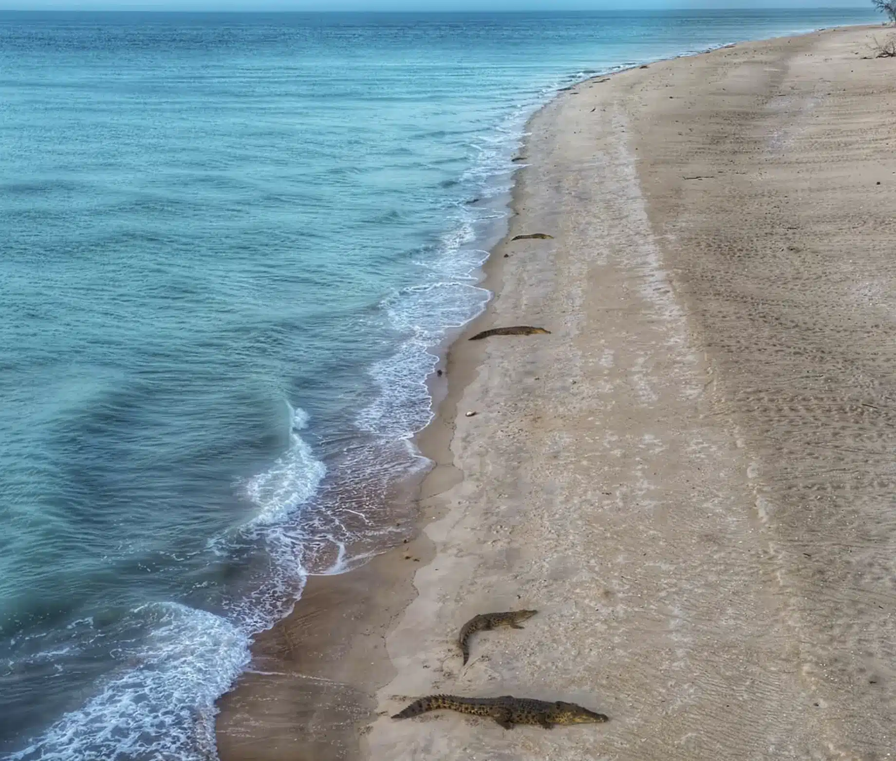 Crocs And Marine Stingers Are Real Risks