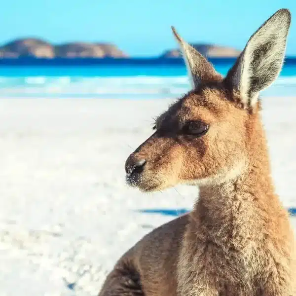 Great Ocean Drive Esperance