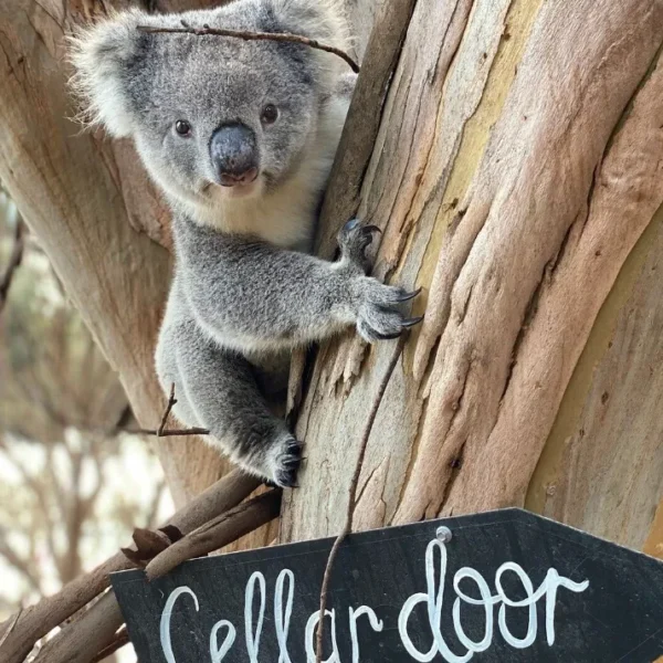 kangaroo island 3 day trip