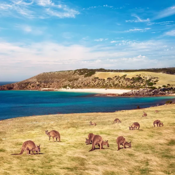 Kangaroo Island Tour