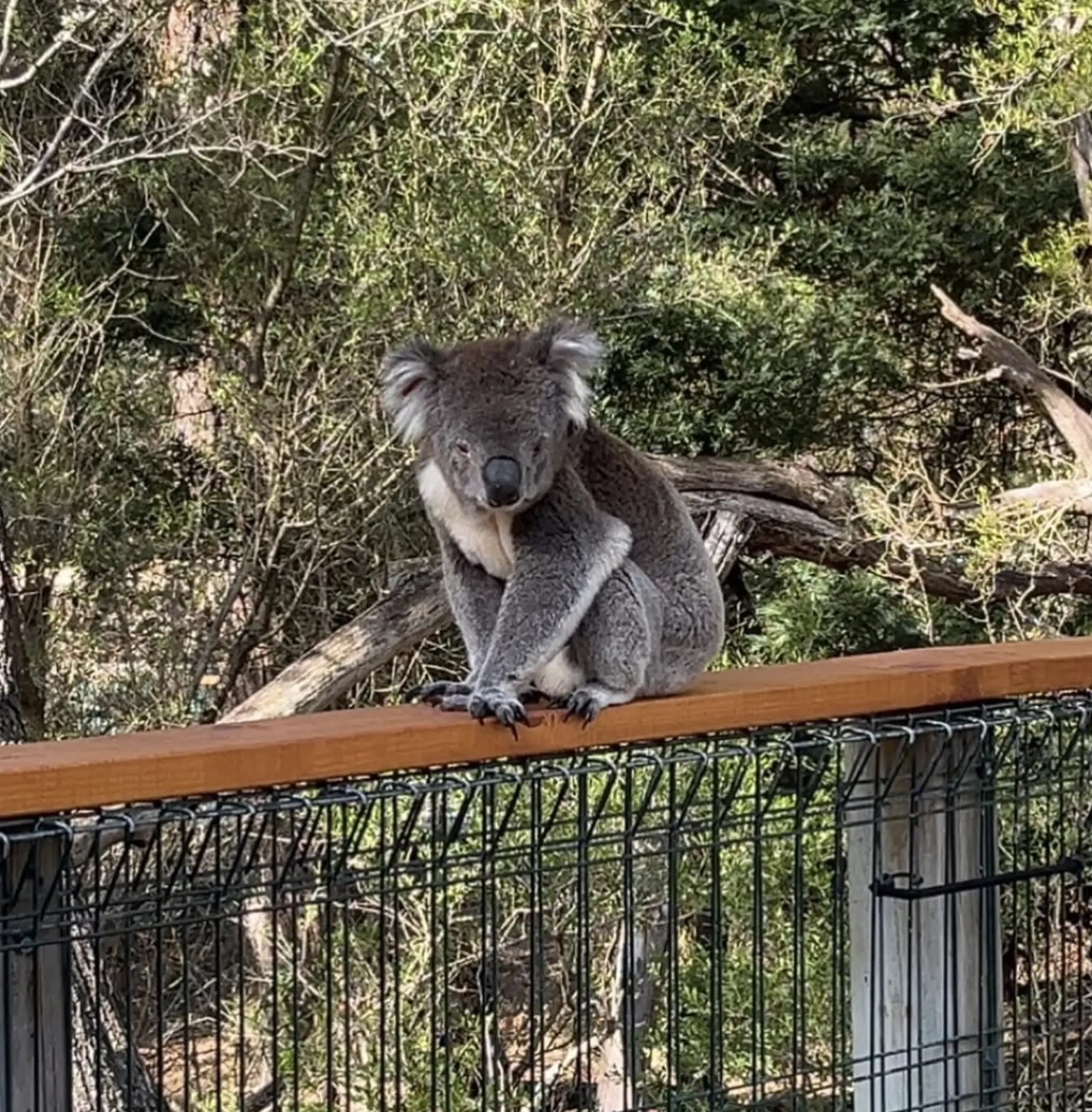 Koala Facts