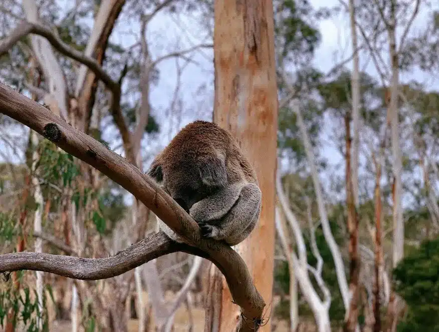 Koala Sightings