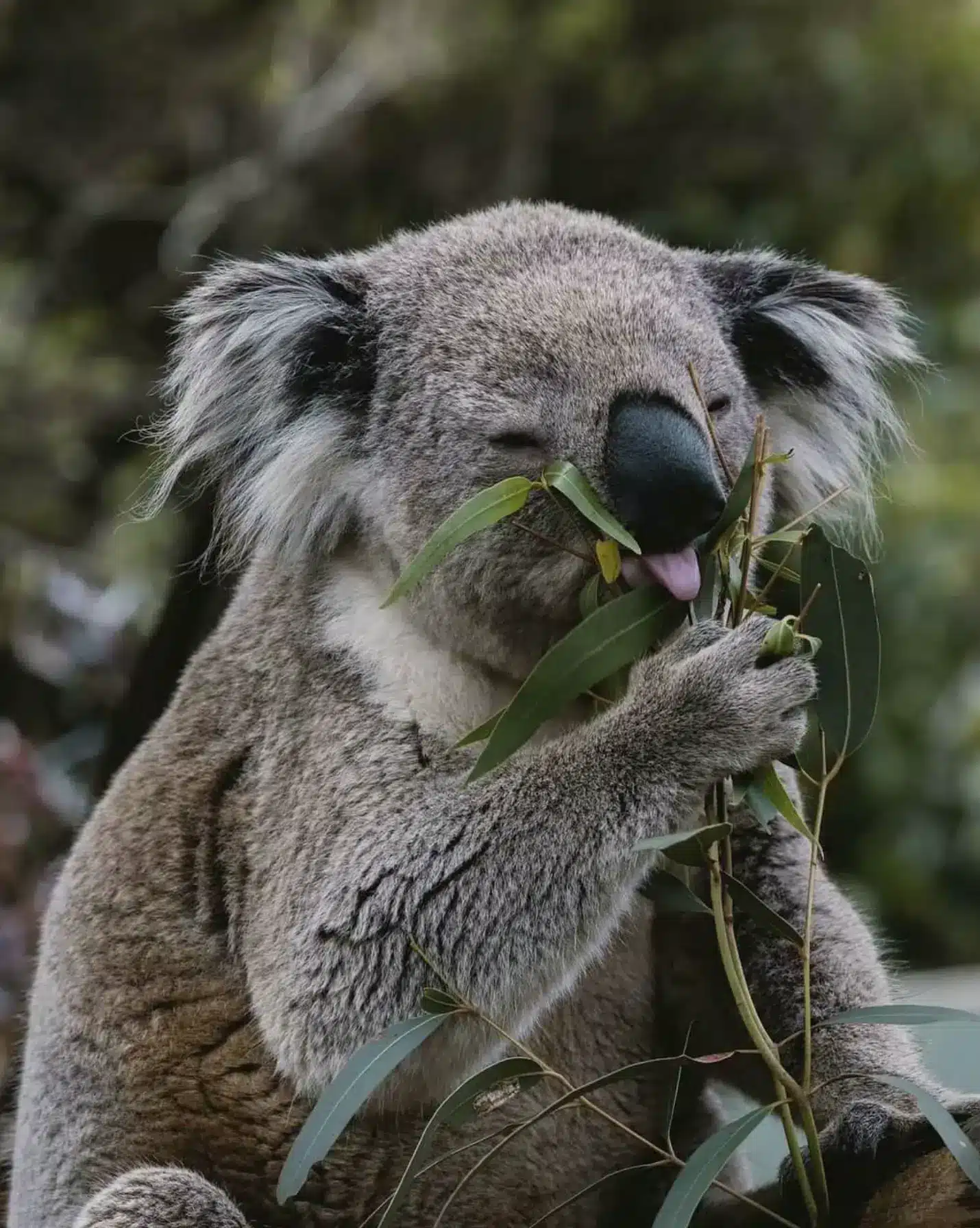 Where These Iconic Animals Thrive