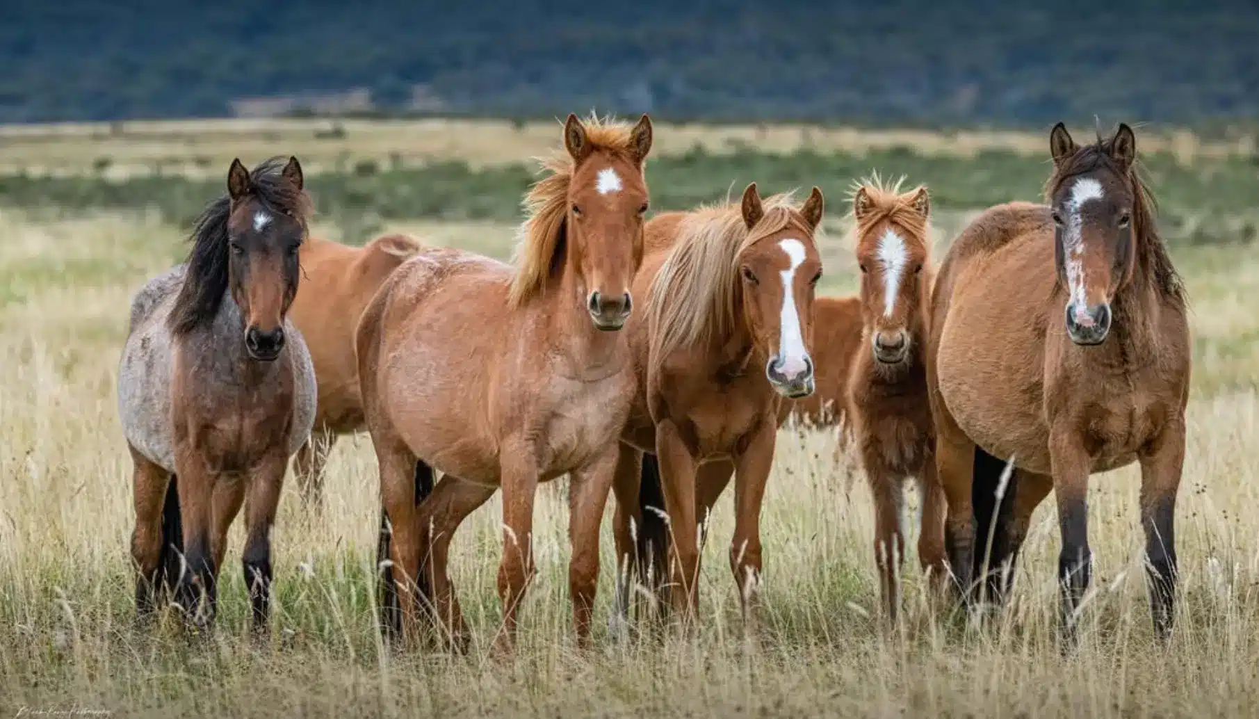 Wildlife and Nature