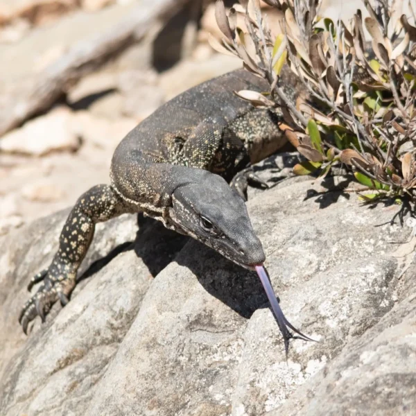 adelaide kangaroo island tour