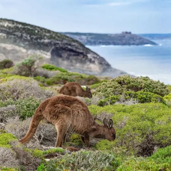 day trip kangaroo island