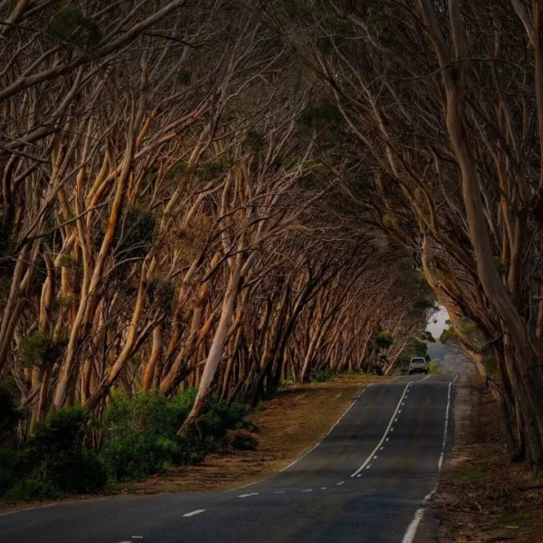day trip to kangaroo island