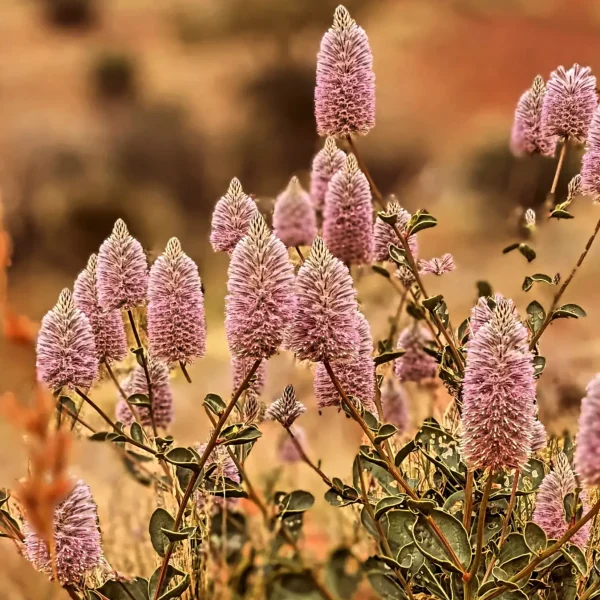 2 day kata tjuta tours from Yulara