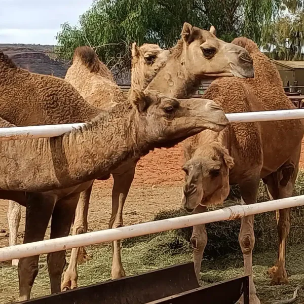 4 day Uluru area tour from Yulara