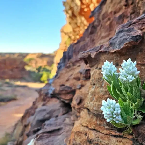 4 day West MacDonnell tour from Yulara