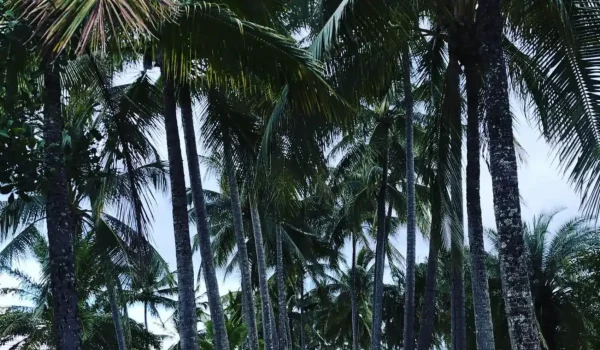 Esplanade Cairns