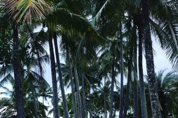 Esplanade Cairns