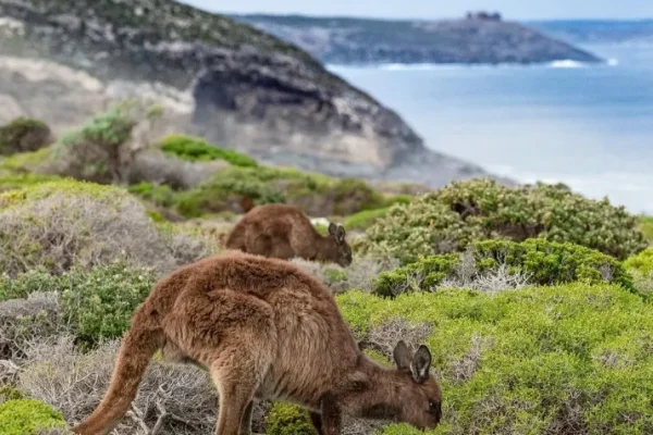 Kangaroo Island Tour