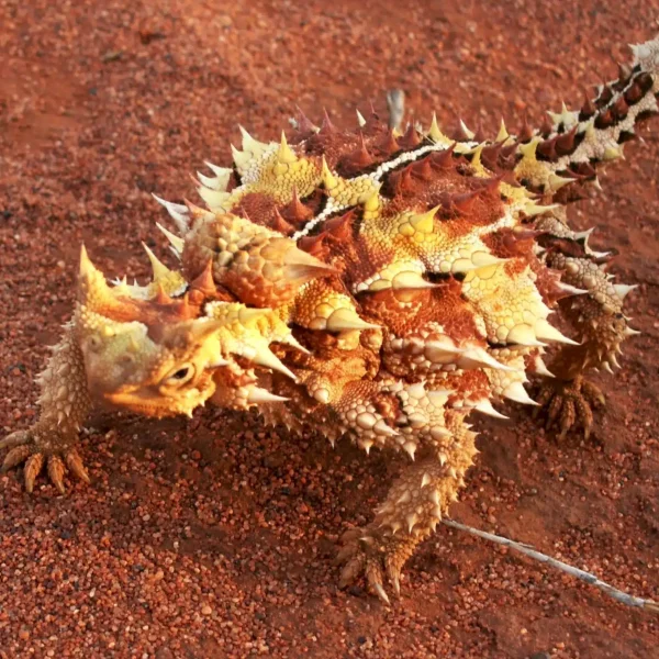 four day Uluru landscape tour from Yulara