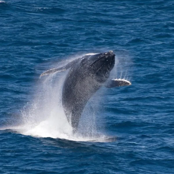kangaroo island 3 day tour price