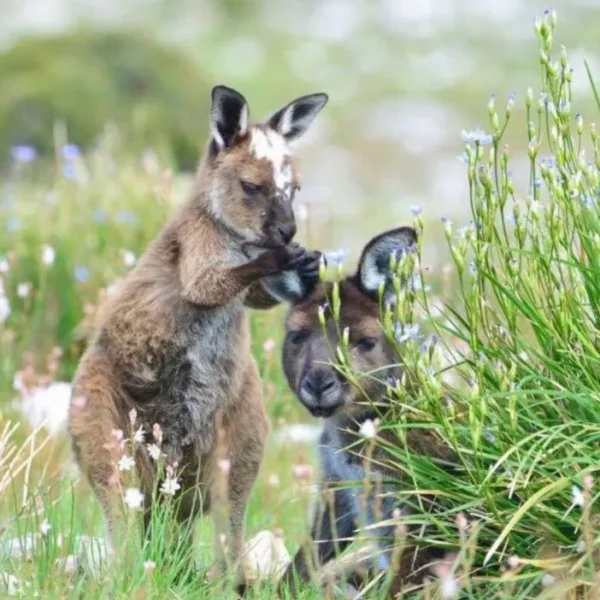 kangaroo island tour from adelaide