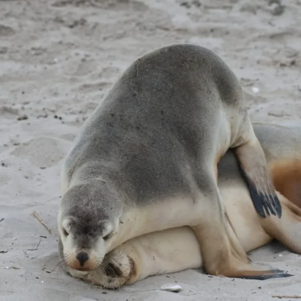 kangaroo island tours from adelaide
