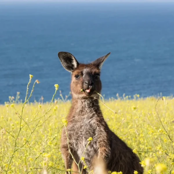 kangaroo island trips
