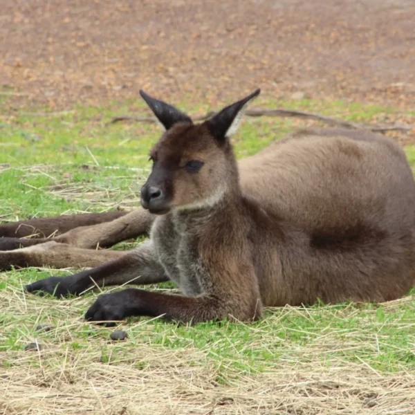 kangaroo island trips from adelaide