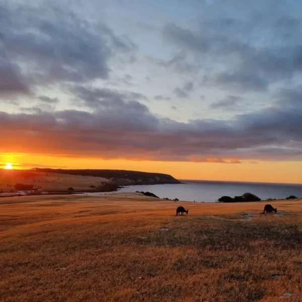 melbourne to kangaroo island tour