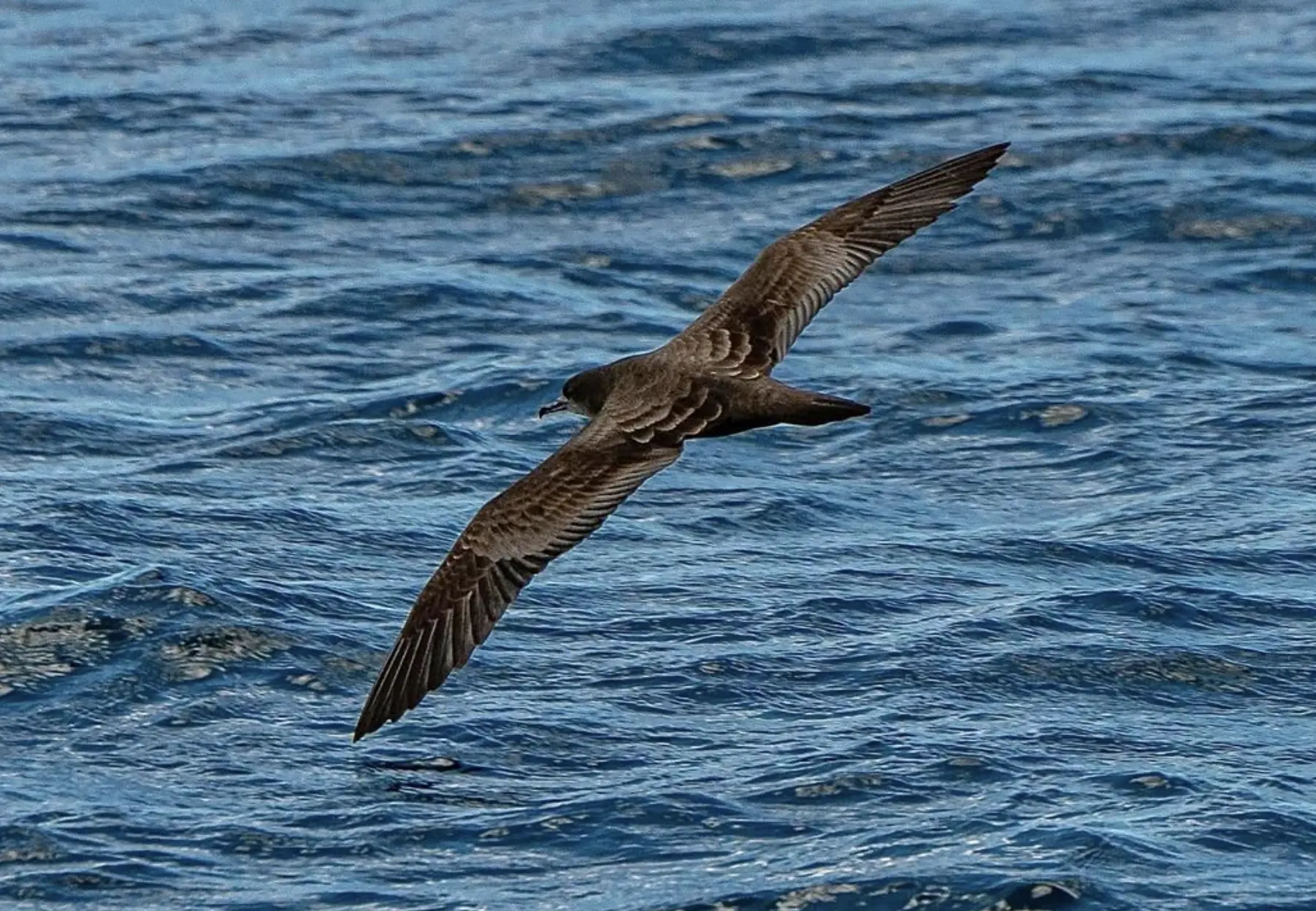 mutton birds