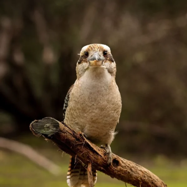 tour to kangaroo island