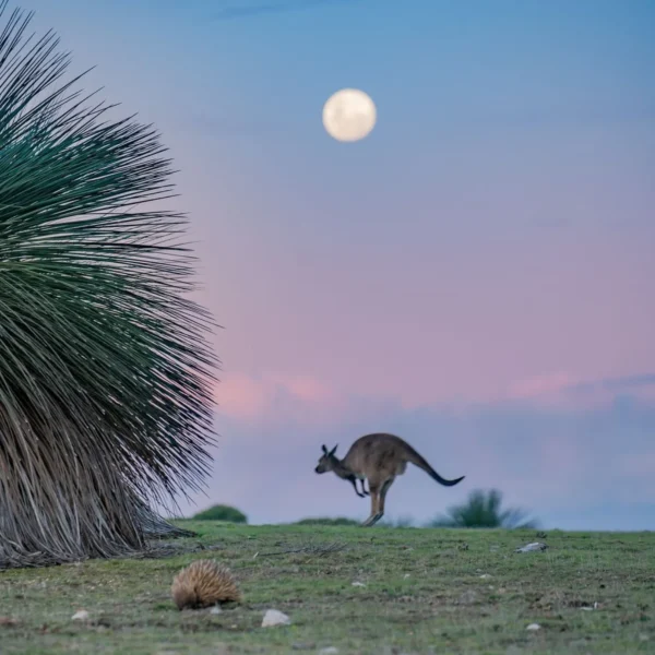 tours of kangaroo island