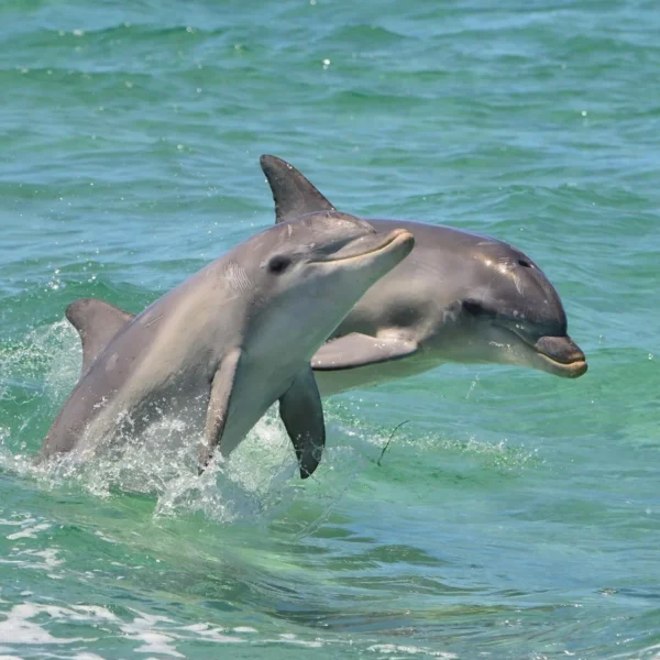tours on kangaroo island