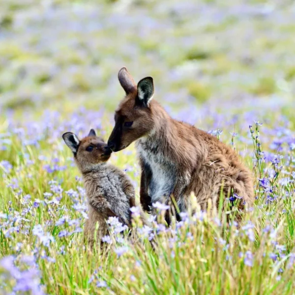 trips to kangaroo island